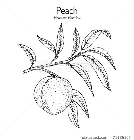 Peach branch Prunus persica , edible juicy fruit 71186105
