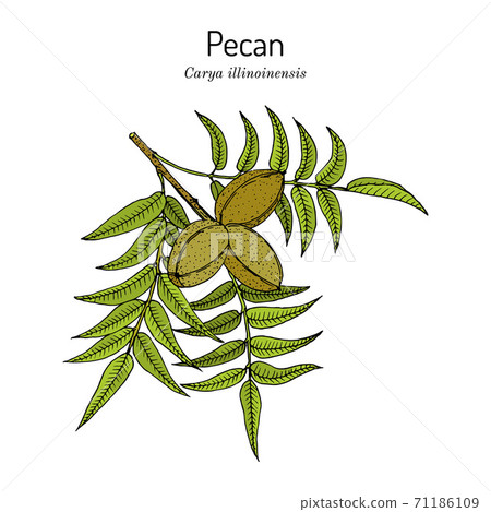 Pecan Carya illinoinensis nuts with leaves Pecan Carya illinoinensis nuts with leaves 71186109