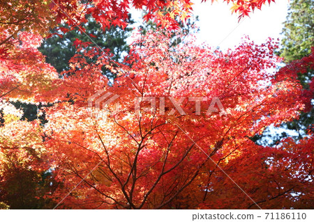 Koyasan in autumn Koyasan in autumn 71186110