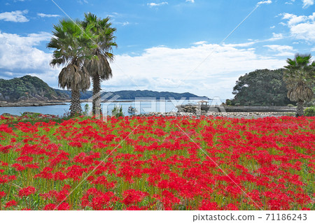 [Cluster amaryllis and the sea] Misaki character Imashiba, Tosashimizu City, Kochi Prefecture 71186243