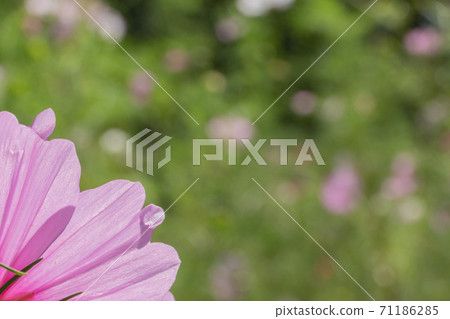 Beautiful Cosmos Beautiful Cosmos 71186285