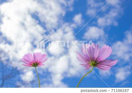 Beautiful Cosmos Beautiful Cosmos 71186287