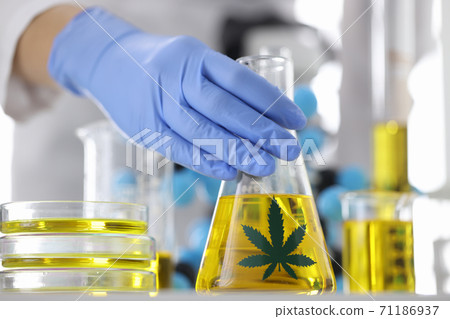 Hands in blue gloves hold a flask with transparent golden liquid with marijuana sticker in laboratory. Hands in blue gloves hold a flask with transparent golden liquid with marijuana sticker in laboratory. 71186937