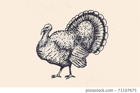 Turkey. Vintage retro print - Stock Illustration [71187675] - PIXTA