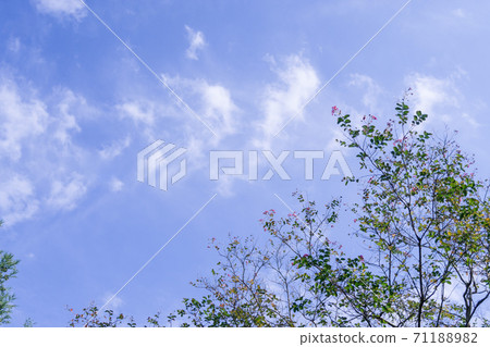 在秋天的天空中閃耀的花 71188982