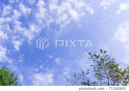 在秋天的天空中閃耀的花 71188983