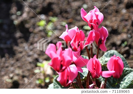 Garden cyclamen 71189065