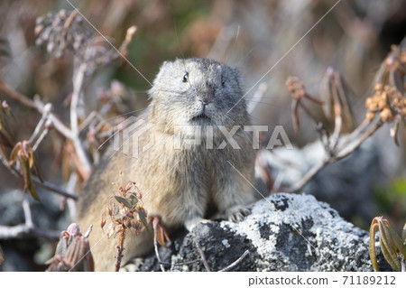 Pika looking here 71189212