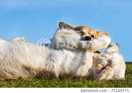 Welsh Corgi Pembroke and Golden Retriever playing in the garden on green grass. Dods have fun Welsh Corgi Pembroke and Golden Retriever playing in the garden on green grass. Dods have fun 71189575