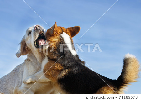 Welsh Corgi Pembroke and Golden Retriever playing in the garden on green grass. Dods have fun 71189578