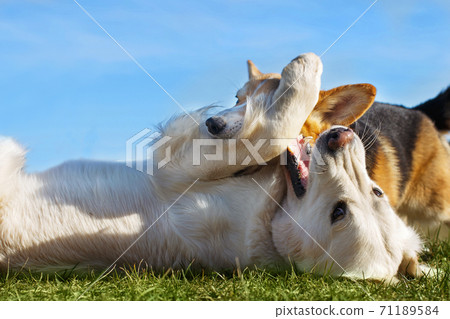 Welsh Corgi Pembroke and Golden Retriever playing in the garden on green grass. Dods have fun Welsh Corgi Pembroke and Golden Retriever playing in the garden on green grass. Dods have fun 71189584