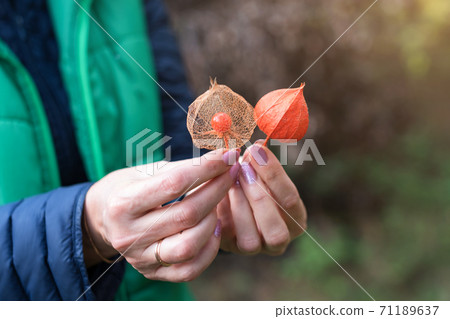 Physalis peruviana fruit, ripe goldenberries with dry leaves in female hands. Woman holding groundcherries or Cape gooseberry, husk tomatoes. Autumn garden plants 71189637
