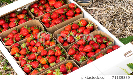 Pasteboard with strawberry on the farm field is ready to delivery. Pasteboard with strawberry on the farm field is ready to delivery. 71189889