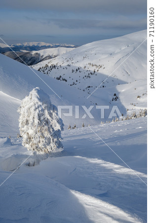 Snow covered fir trees on snowy mountain plateau, tops with snow cornices in far. Magnificent sunny day on picturesque beautiful alps ridge. Snow covered fir trees on snowy mountain plateau, tops with snow cornices in far. Magnificent sunny day on picturesque beautiful alps ridge. 71190160
