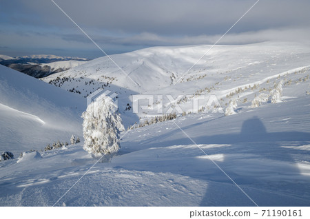 Snow covered fir trees on snowy mountain plateau, tops with snow cornices in far. Magnificent sunny day on picturesque beautiful alps ridge. Snow covered fir trees on snowy mountain plateau, tops with snow cornices in far. Magnificent sunny day on picturesque beautiful alps ridge. 71190161