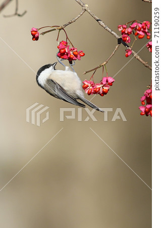 真弓和kogera 71190259