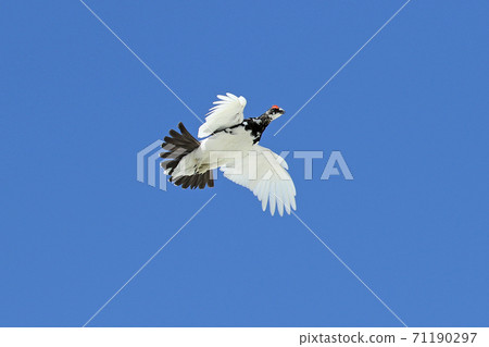 北阿爾卑斯山和雷鳥 北阿爾卑斯山和雷鳥 71190297