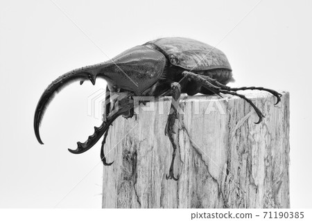 Hercules Hercules Hercules Hercules 71190385