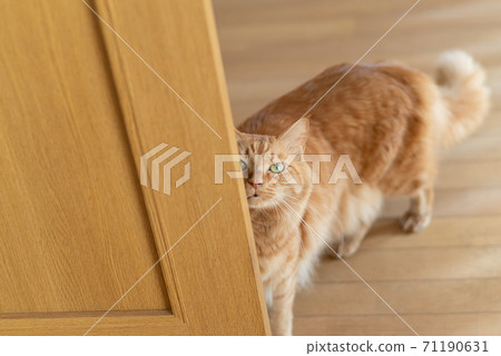 A cat that glances at a tea tabby cat 71190631