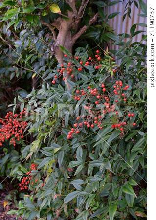 Fifty-three Stations of the Tokaido in Autumn Tokaido Sekijuku 71190737