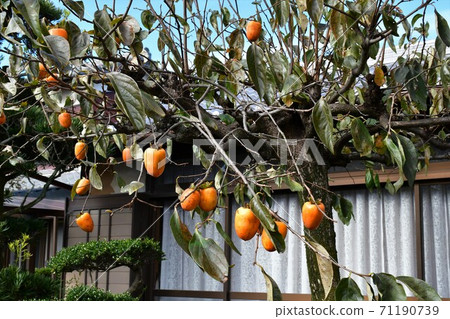 秋季東海道第53屆關東東海道關東 71190739