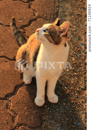 Island cat at dusk Island cat at dusk 71190924