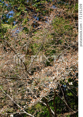 Cherry blossoms and cypress trees [Tsukui, Sagamihara City, April] 71191209