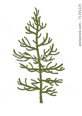 Monkey puzzle Tree or Araucaria araucana. Vector illustration 71191225
