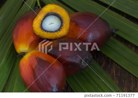 Red Oil Palm seed Red Oil Palm seed 71191377