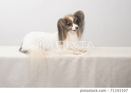巴比龍微笑 71191507