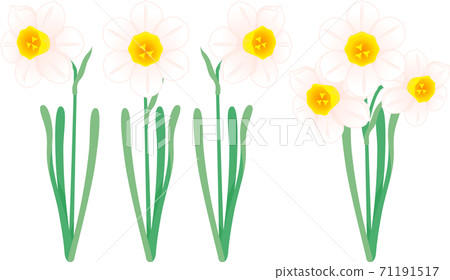 水仙花 花朵 花 71191517