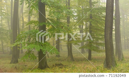 Autumn forest. Natural colorful background with trees and fog in the forest .. 71192049