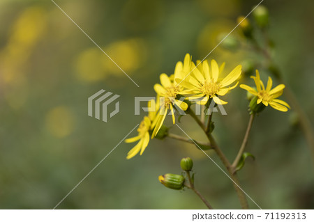 Tsubuwaki flower Tsubuwaki flower 71192313