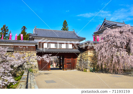 櫻花景色上田城 71193159