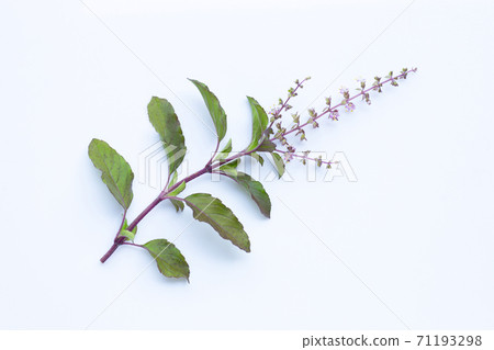 Holy basil leaves with flower on white background. Holy basil leaves with flower on white background. 71193298