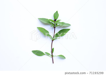 Sweet basil leaves with flower on white background. 71193299