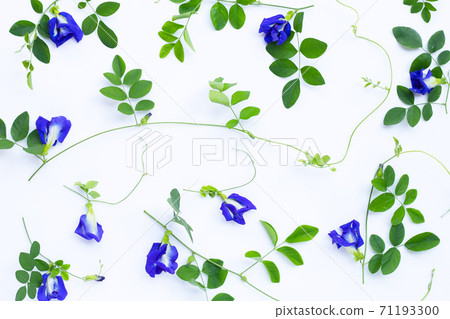 Butterfly pea flower or blue pea with leaves on white background. Copy space Butterfly pea flower or blue pea with leaves on white background. Copy space 71193300