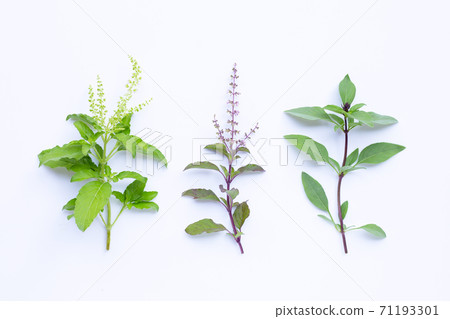 Holy basil with sweet basil leaves and flower on white background. Holy basil with sweet basil leaves and flower on white background. 71193301