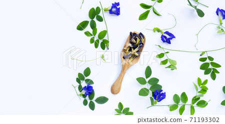 Dry butterfly pea with fresh flower on white background. Copy space Dry butterfly pea with fresh flower on white background. Copy space 71193302
