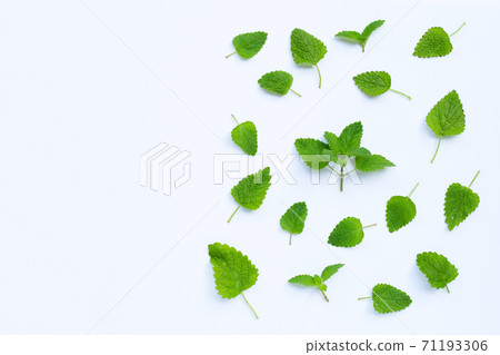 Melissa lemon balm fresh leaves on white. Melissa lemon balm fresh leaves on white. 71193306