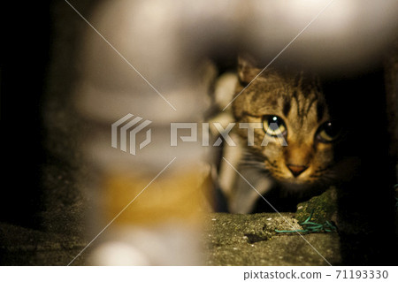 City cat City cat 71193330