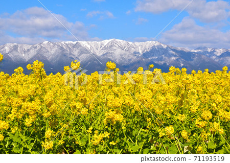 Spring rape field Moriyama Daiichi Nagisa Park 71193519