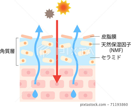 皮膚乾燥的橫截面 71193860
