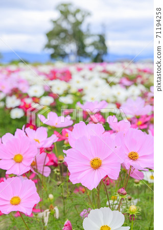 麻美山公園秋花 麻美山公園秋花 71194258