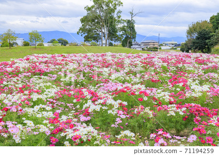 麻美山公園秋花 71194259