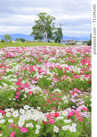 麻美山公園秋花 71194260
