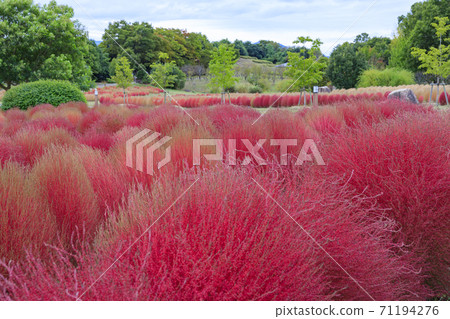 麻美山公園秋花 71194276