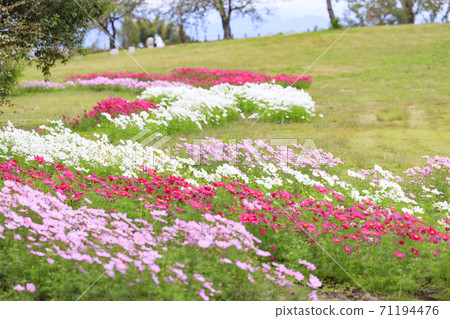 Umami Hill Park Autumn Flowers Umami Hill Park Autumn Flowers 71194476