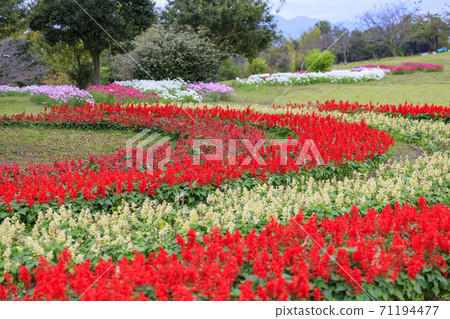 Umami Hill Park Autumn Flowers Umami Hill Park Autumn Flowers 71194477