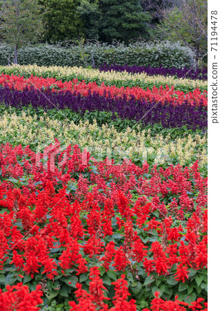 Umami Hill Park Autumn Flowers Umami Hill Park Autumn Flowers 71194478